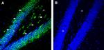 5HT6 Receptor (HTR6) (extracellular) Antibody in Immunohistochemistry (Frozen) (IHC (F))