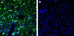 5HT6 Receptor (HTR6) (extracellular) Antibody in Immunohistochemistry (Frozen) (IHC (F))