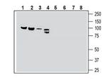 Semaphorin-3F Polyclonal Antibody