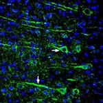 Slitrk1 (extracellular) Antibody in Immunohistochemistry (Frozen) (IHC (F))