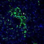 Slitrk2 (extracellular) Antibody in Immunohistochemistry (Frozen) (IHC (F))