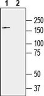 Slitrk2 (extracellular) Antibody in Western Blot (WB)