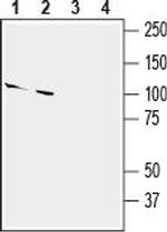 Slitrk2 (extracellular) Antibody in Western Blot (WB)