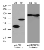 ASS1 Antibody in Western Blot (WB)