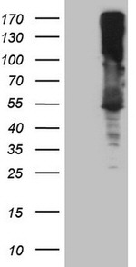 ASS1 Antibody in Western Blot (WB)