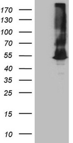 ASS1 Antibody in Western Blot (WB)