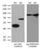 ASS1 Antibody in Western Blot (WB)