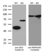 ASS1 Antibody in Western Blot (WB)