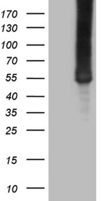 ASS1 Antibody in Western Blot (WB)