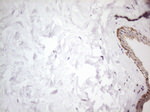 ATF1 Antibody in Immunohistochemistry (Paraffin) (IHC (P))