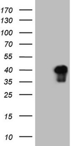 ATF1 Antibody in Western Blot (WB)