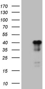 ATF1 Antibody in Western Blot (WB)