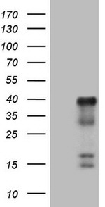 ATF1 Antibody in Western Blot (WB)