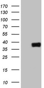 ATF1 Antibody in Western Blot (WB)