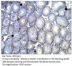 ATG16L1 Polyclonal Antibody