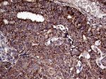 ATG4B Antibody in Immunohistochemistry (Paraffin) (IHC (P))