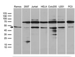 ATG4B Antibody in Western Blot (WB)