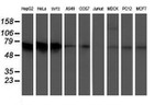 ATIC Antibody in Western Blot (WB)