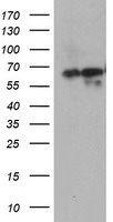 ATIC Antibody in Western Blot (WB)