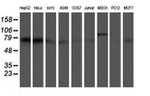 ATIC Antibody in Western Blot (WB)