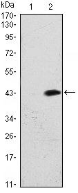 ATM Monoclonal Antibody (5C5)