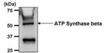 ATP Synthase beta Antibody in Immunoprecipitation (IP)