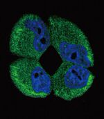 ATP1A2 Antibody in Immunocytochemistry (ICC/IF)
