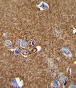 ATP1A2 Antibody in Immunohistochemistry (IHC)