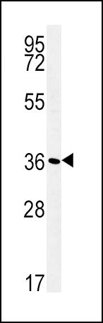 ATP1B1 Antibody in Western Blot (WB)