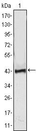 ATP2C1 Antibody in Western Blot (WB)