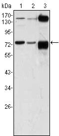 ATP2C1 Antibody in Western Blot (WB)