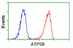 ATP5B Antibody in Flow Cytometry (Flow)