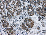 ATP5B Antibody in Immunohistochemistry (Paraffin) (IHC (P))