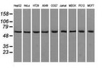 ATP5B Antibody in Western Blot (WB)
