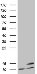 ATP5I Antibody in Western Blot (WB)