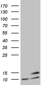 ATP5I Antibody in Western Blot (WB)