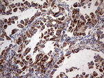 ATP5O Antibody in Immunohistochemistry (Paraffin) (IHC (P))