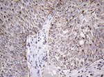 ATP5O Antibody in Immunohistochemistry (Paraffin) (IHC (P))