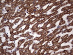 ATP5O Antibody in Immunohistochemistry (Paraffin) (IHC (P))