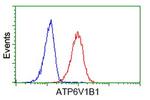ATP6V1B1 Antibody in Flow Cytometry (Flow)
