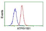 ATP6V1B1 Antibody in Flow Cytometry (Flow)