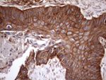 ATP6V1C2 Antibody in Immunohistochemistry (Paraffin) (IHC (P))