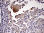 ATP6V1C2 Antibody in Immunohistochemistry (Paraffin) (IHC (P))
