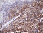 ATP6V1C2 Antibody in Immunohistochemistry (Paraffin) (IHC (P))