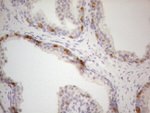 ATP6V1C2 Antibody in Immunohistochemistry (Paraffin) (IHC (P))