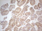 ATP6V1C2 Antibody in Immunohistochemistry (Paraffin) (IHC (P))