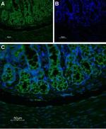 Neurokinin 1 Receptor (NK1R) (extracellular) Polyclonal Antibody, Atto™ 488