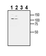 TYRO3 (extracellular) Antibody in Western Blot (WB)