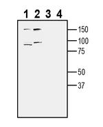 TYRO3 (extracellular) Antibody in Western Blot (WB)