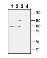 TYRO3 (extracellular) Antibody in Western Blot (WB)